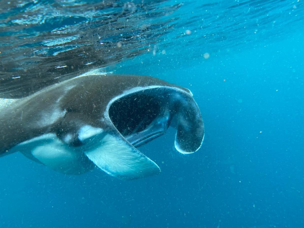Warahnus Dive Homestay Kri Dış mekan fotoğraf